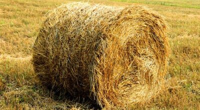 Hay, straw, silage - Tyumen